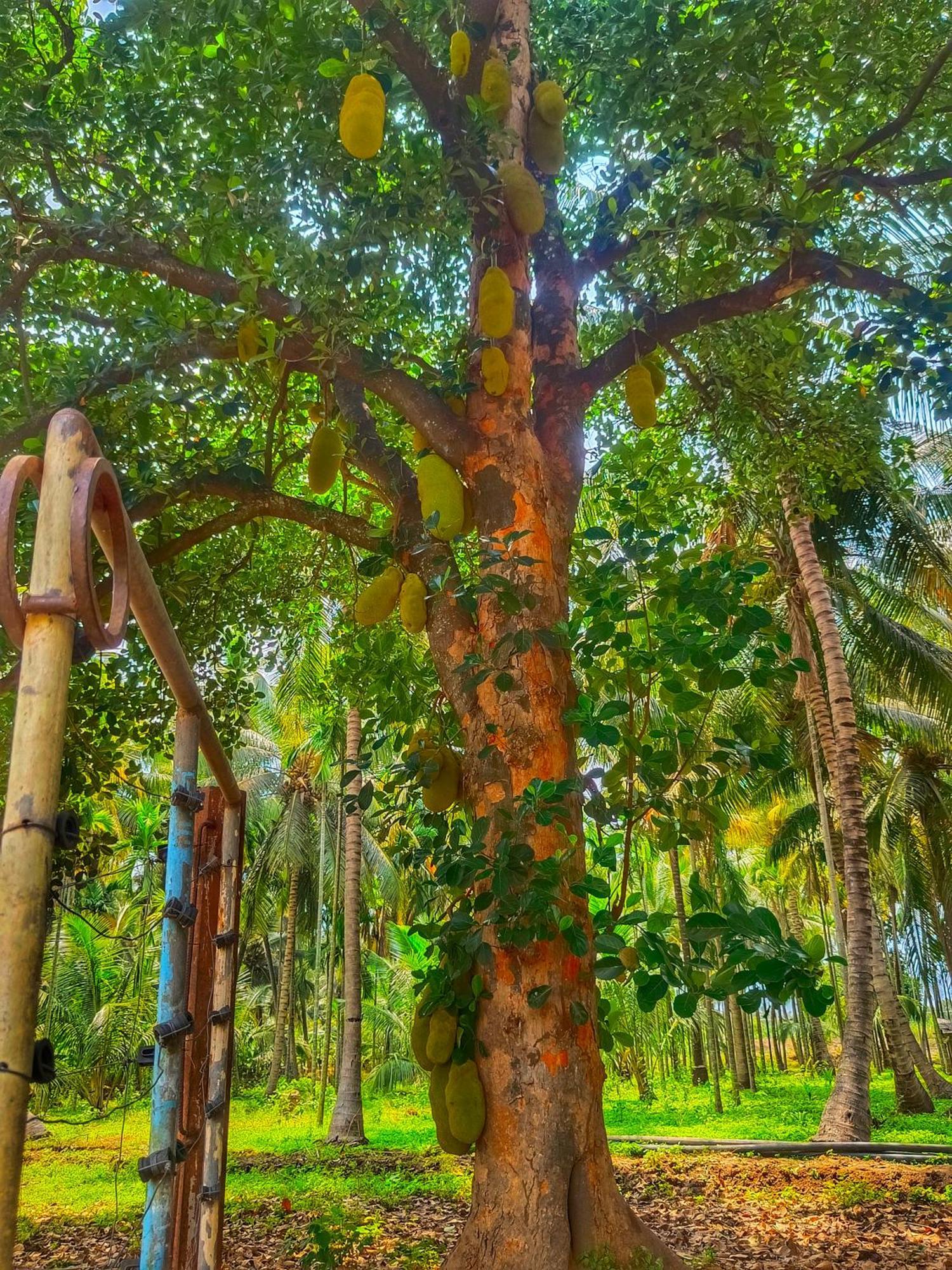 Shivalaya Farmstay Located Amdist Coconut Farm With River Access Near Isha,Adiyogi,Siruvani Alāndurai Exteriér fotografie